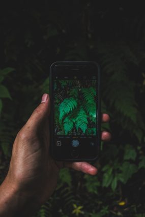 hand tree phone