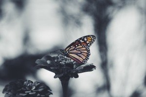 flower butterfly wing