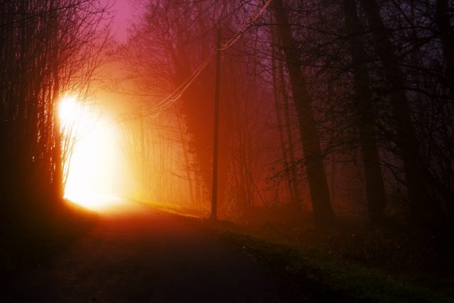 light in forest at night