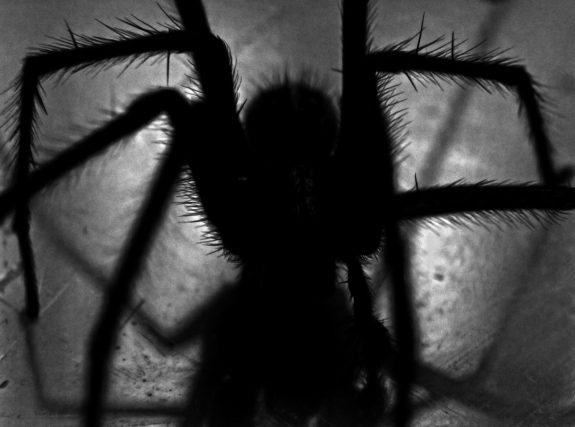 black spider